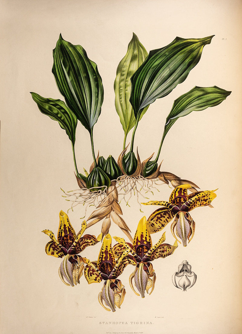 Stanhopea tigrina by Maxim Gauci after Augusta Withers, 1838