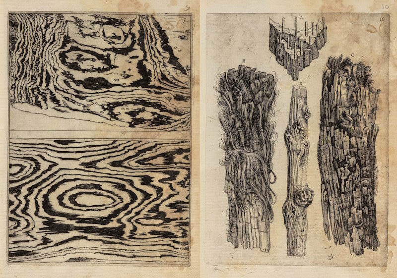 Fossilised wood with metal, from Francesco Stelluti’s 'Trattato del legno fossile minerale', 1637