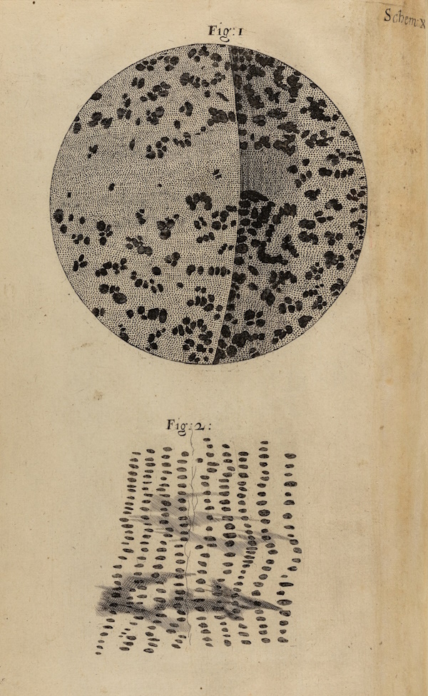 Charcoal and petrified wood, from Robert Hooke’s 'Micrographia', 1665