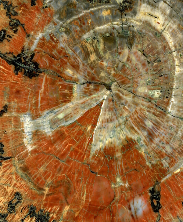 Polished slice of petrified wood by Michael Gäbler, CC BY 3.0, via Wikimedia Commons