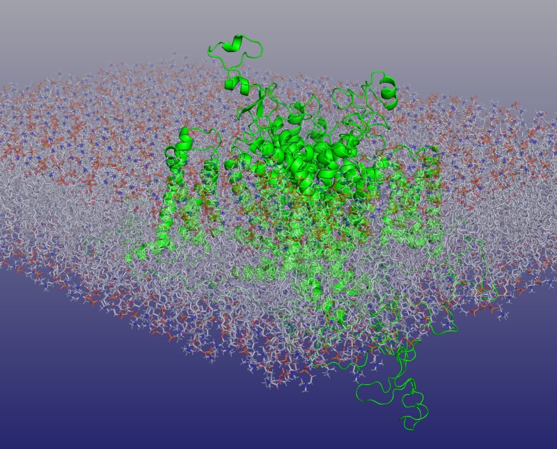 Sodium ion channel portrayed by computational reconstruction modelling of the cardiac Nav1.5 cryo-electronmicroscope structure within lipid bilayer membrane. The sodium channel is highlighted in green, inserted in to the grey and red coloured membrane. Adapted from cover illustration, Phil Trans R Soc (2023). Volume 378, Issue 1879 Kindly provided by Christopher Beaudoin and Antony P Jackson, Department of Biochemistry, University of Cambridge, UK.