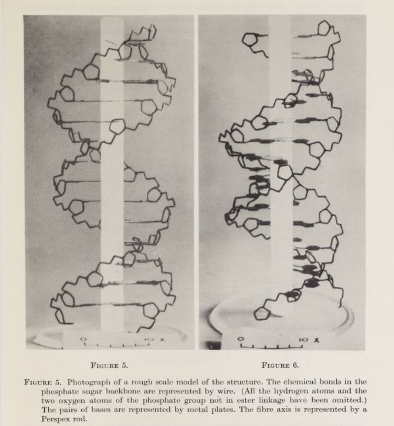 Plate from Crick and Watson's ‘The complementary structure of deoxyribonucleic acid’ (1954)