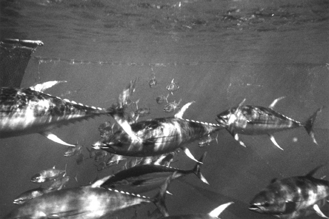 Schooling yellowfin tuna, Thunnus albacares. Credit: Wikimedia Commons.