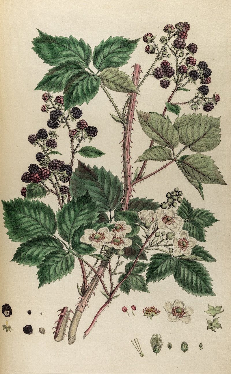 Bramble by Johann Sebastian Müller, 1777