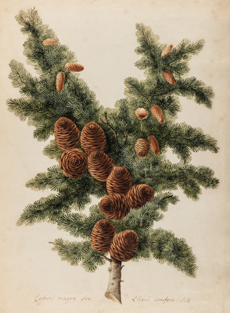 Cedar of Lebanon specimen by Jacob van Huysum, c.1740