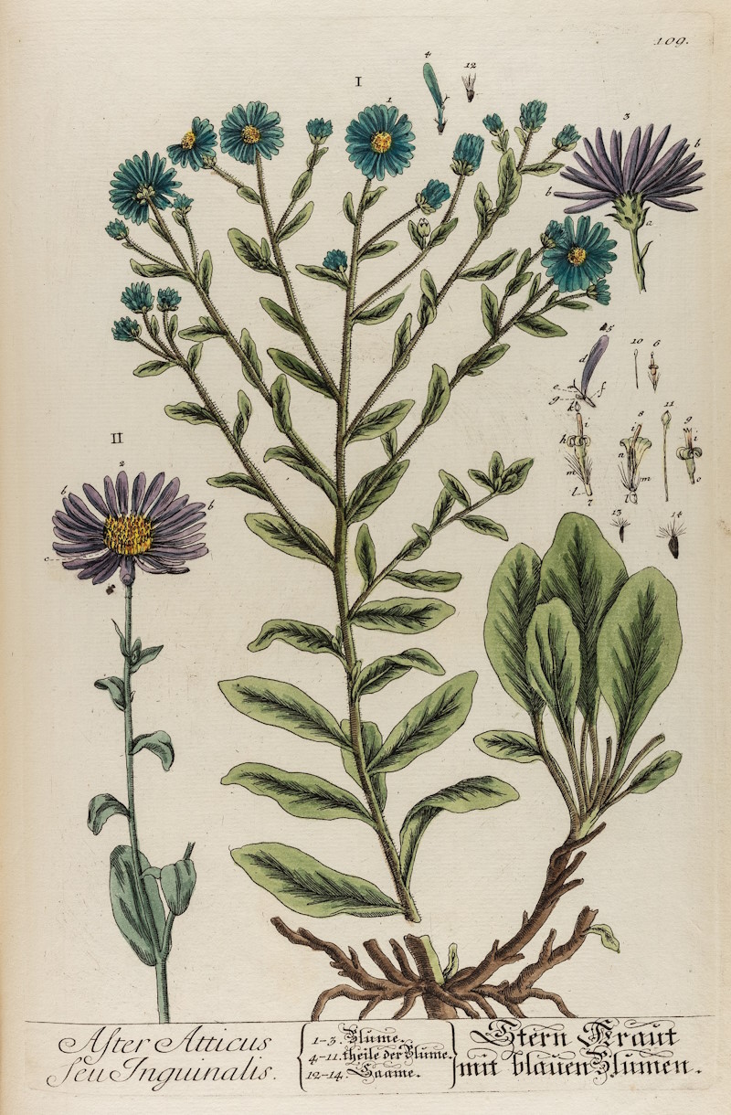 ‘Aster atticus’ by Elizabeth Blackwell, 1750