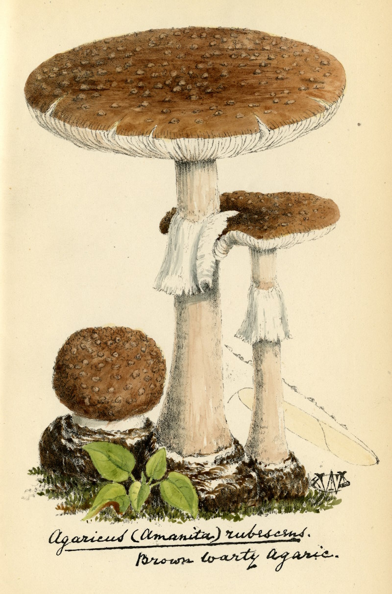 Blusher mushroom, unknown artist, 1868