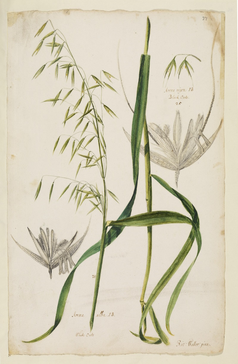 White and black oats by Richard Waller, 1689