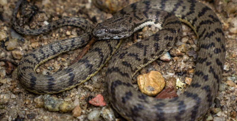 Photograph of an Cerberus schneiderii snake, from Singapore, by Kenneth Chin (Canlaken). The snake is grey with black jagged stripes, laying on a stony ground. Its body is loosely coiled and its head rests on its mid-body.