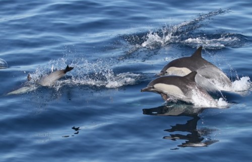 Short-beaked common dolphins near Catalina Island, Southern California, USA. Photograph by James Fahlbusch. Two grey dolphins with light grey stripes on their faces and sides emerge from the water. They appear to be chasing a fish which has created a splash in front of them.