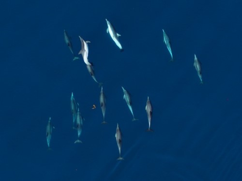 Long-beaked common dolphins off Southern California, USA. Photograph by John Durban and Holly Fearnbach using a drone at 200ft. Approximately 10 dolphins are swimming together. They are silvery grey on the blue background of the sea.