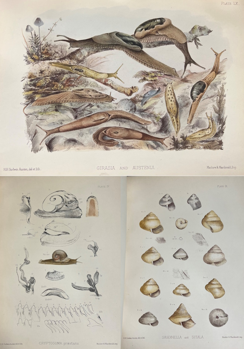 Plates from 'Land and fresh-water Mollusca of India'