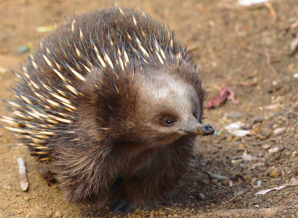 Echidnas belong to the family Tachyglossidae in the monotreme order of egg-laying mammals.