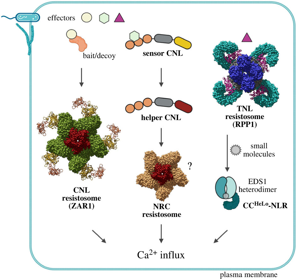 Different plant NLR resistosomes converge on Ca2+ influx in immunity