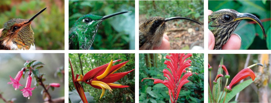 Hummingbirds tend to visit plant species with flower similar in length to their bills, indicating morphological matching, as it was found in the study. 