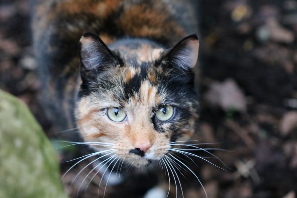 Tortoiseshell coat cat staring at camera. The cat has random mixture of black and orange fur with a bit of white. The face is in focus and the background is blurred. Photograph by Gemma Underwood, from Pexels. 