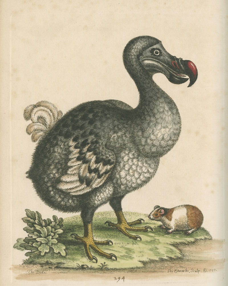 Dodo and guinea pig by George Edwards, 1760