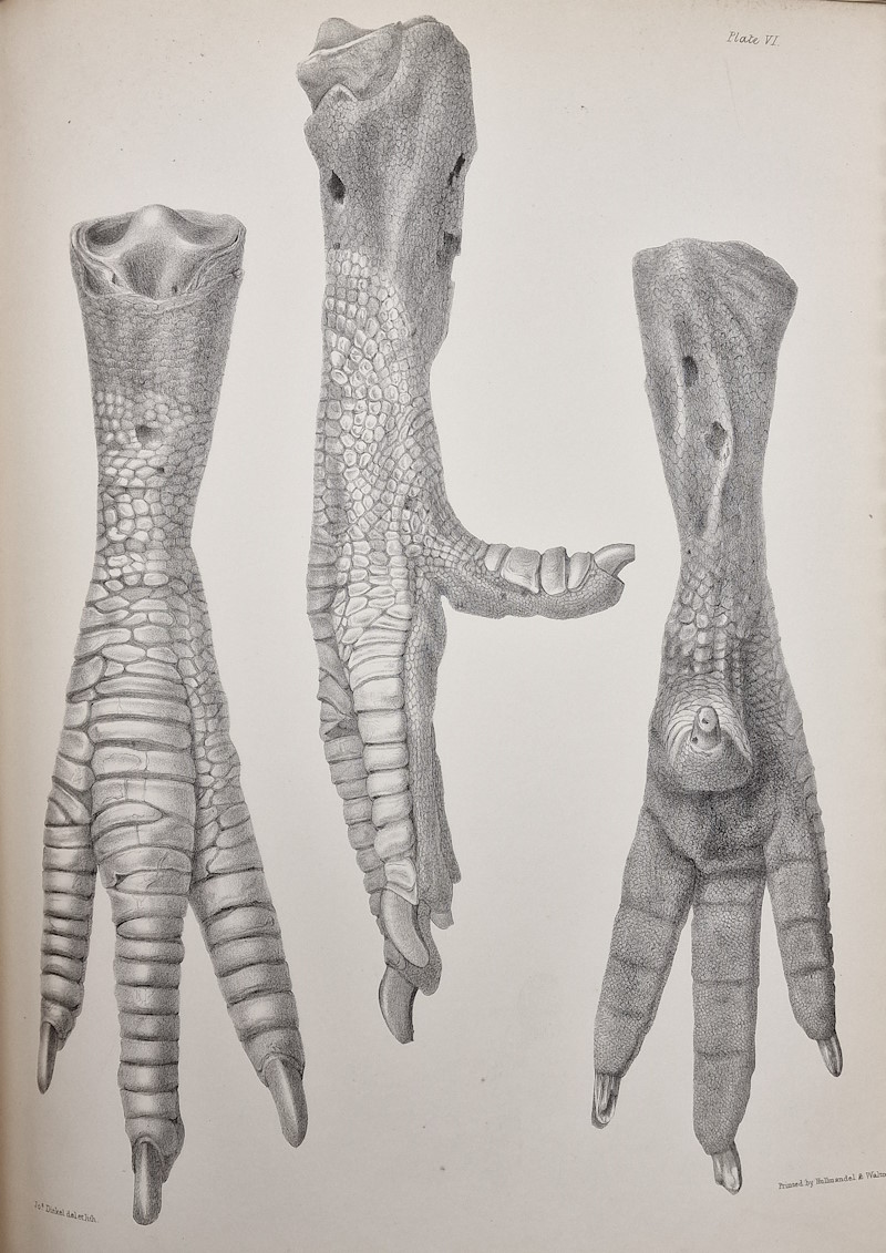 The 'London dodo' specimen sketched in the 1840s