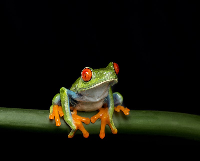 Tree frog (Litoria caerulea). Credit: iStock.com / jamcgraw.