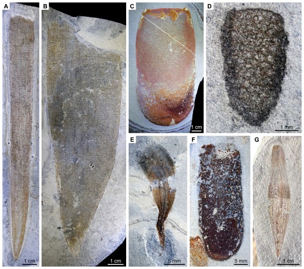 Fossils of select sponges from the mid-Cambrian Marjum Biota. There is a collage of examples labelled A to G. Image A is Leptomitella metta, a greyish long thing fossil. Image B is a New leptomitid sponge, which is grey, wide and shaped like a canine tooth.  Image C is Testiispongia venula, a rounder examples coloured red and orange. Image D is a New demosponge-like sponge, darker and shaped like acorn. Image E is a Wapkia species, with a squiggle shape and tail. Image F is a new species of Valospongia,  a dark and rounded shape. Image G is another example of a new leptomitid sponge, this time with an almost diamond shape.