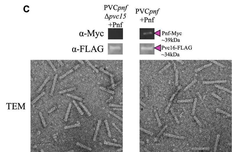 Image 2. Transmission electron microscope (TEM) images show intact PVCs. A gene knockout of <em>pvc15</em> results in hollow PVCs with no associated payload (Pnf).