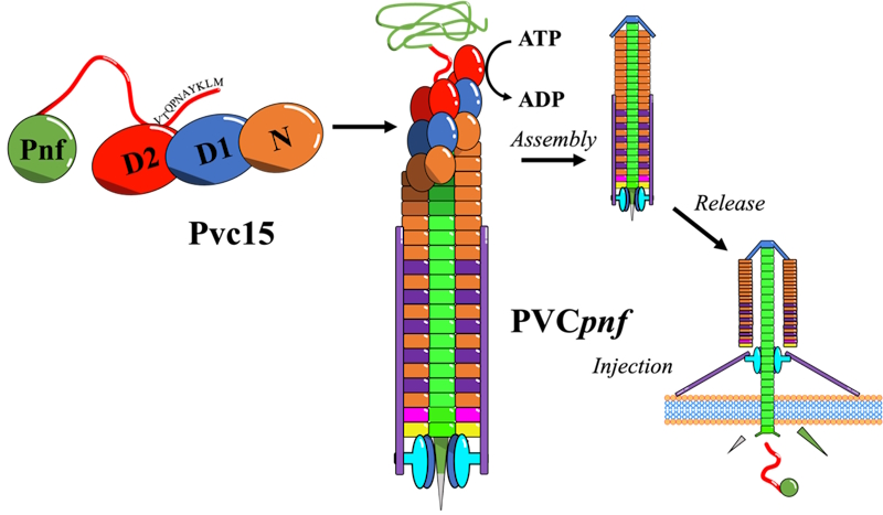 Image 3: Pvc15 may translocate the SP-tagged Pnf payload into the PVC nanostructure during assembly. After being released from the bacterium, the PVC can bind and inject this payload into a target cell.