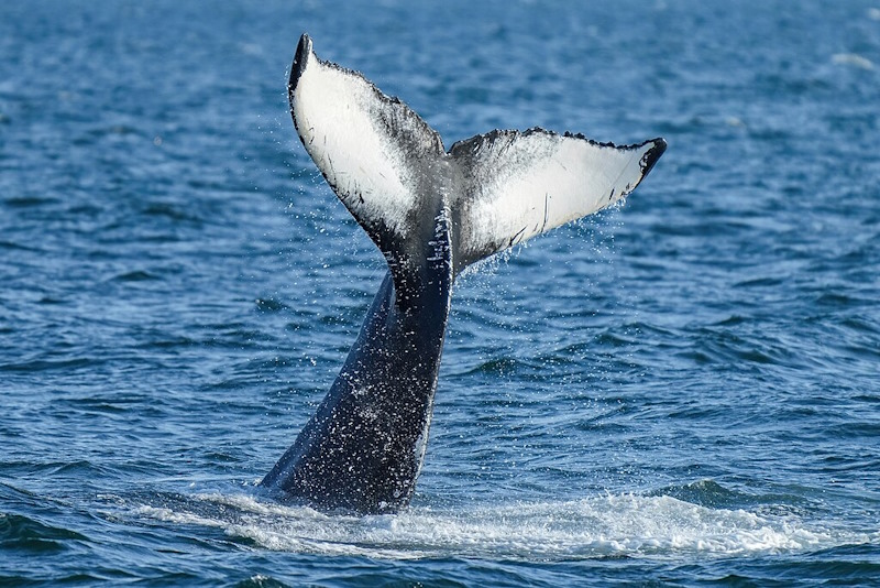 Humpback whale tail