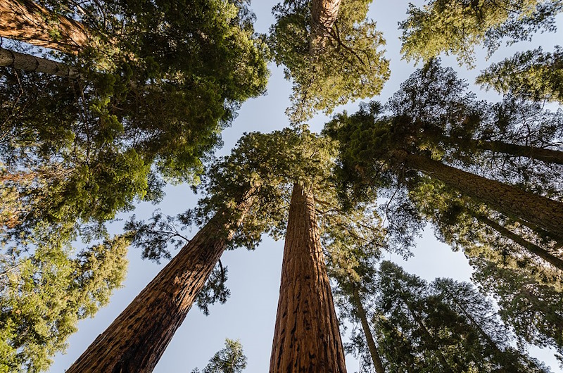 Giant sequoia trees