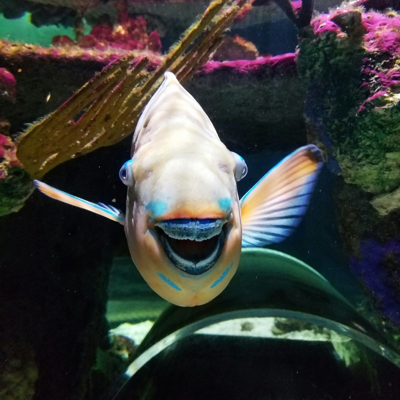 Parrot fish