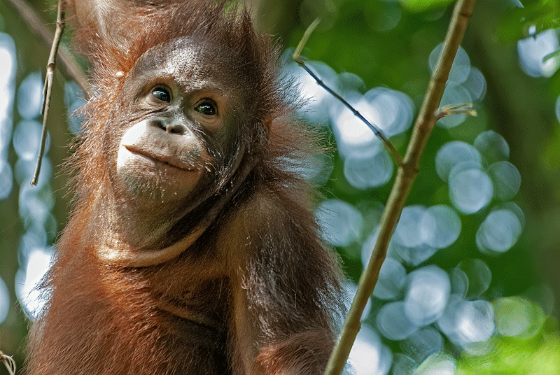 Orangutan