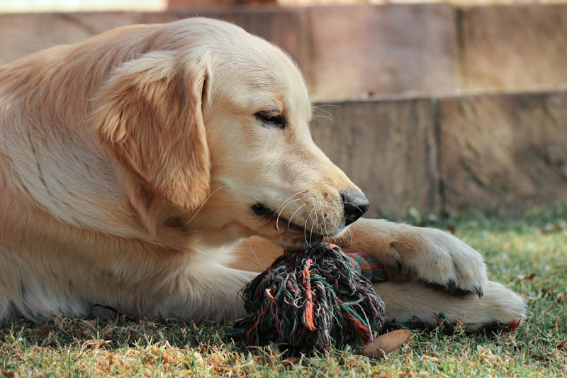 Dog with toy