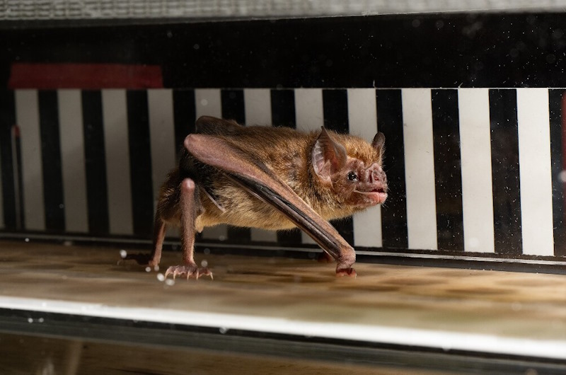 Vampire bat on treadmill