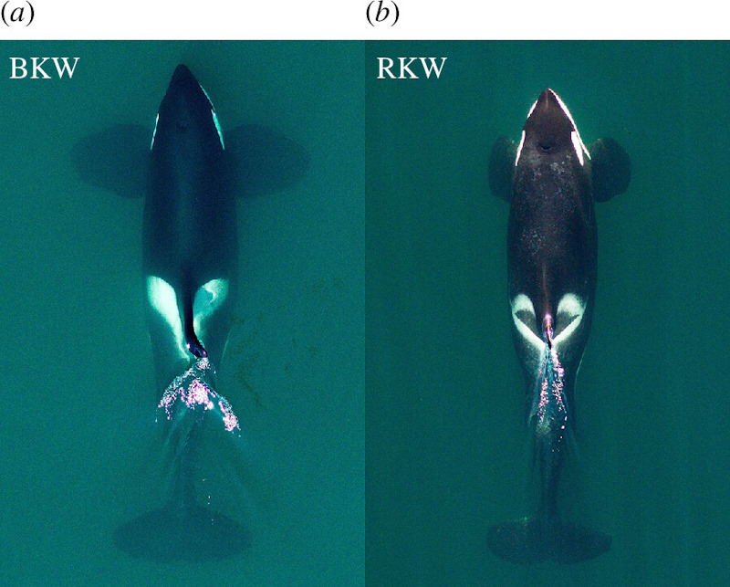 An adult male Bigg’s killer whale (a) and an adult male resident killer whale (b).