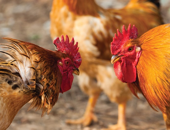 Chickens peck each other during competition