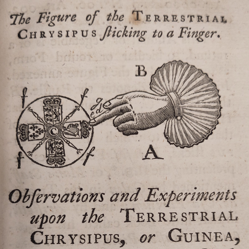 Detail from Peter Walter 'Some papers ... concerning the terrestrial chrysipus' (1743)