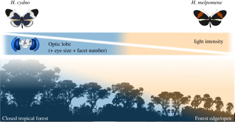 Figure 1 from Weighting of sensory cues reflect changing patterns of visual investment during ecological divergence in Heliconius butterflies