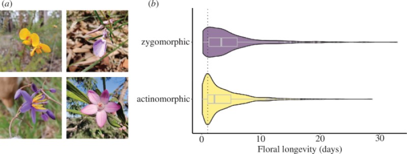 Zygomorphic flowers last longer: the evolution of floral symmetry and floral longevity
