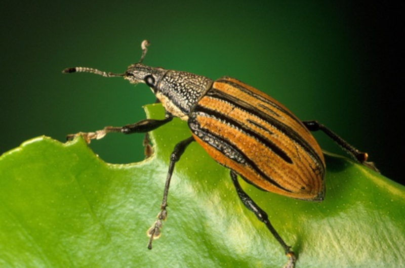 Black and Brown Insect on Green Leaf. Pixabay.com