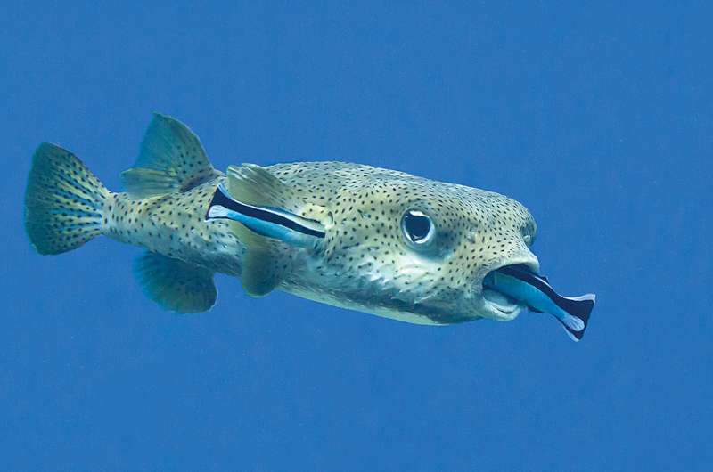 Spot-fin porcupinefish (Diodon hystrix) being cleaned by Bluestreak cleaner wrasse (Labroides dimidiatus) at a cleaning station, Bali, Indonesia. Credit: hansgertbroeder/iStock.