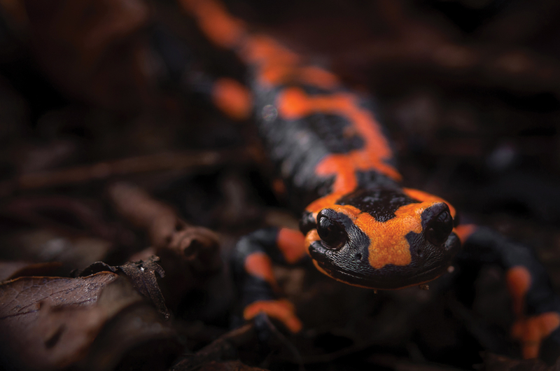 The fire salamander (Salamandra salamandra) is an iconic European species that is experiencing mass mortality events following introductions of the fungal pathogen Batrachochytrium salamandrivorans. Photo credit: Wouter Beukema. Published in Proc. R Soc. B (https://doi.org/10.1098/rspb.2023.0510).