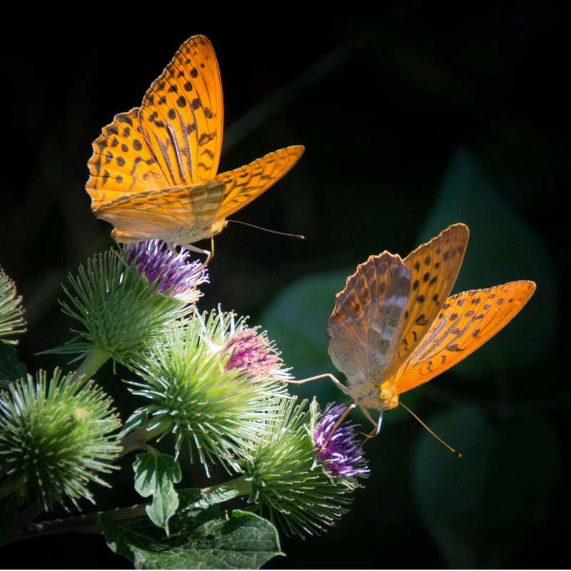 Orange butterflies on a black background