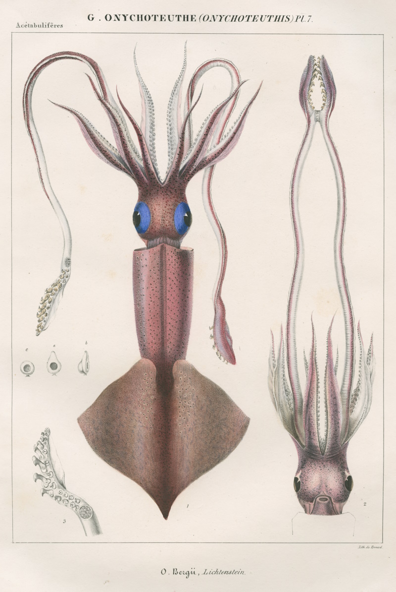 Onychoteuthe bergii (clubhook squid), 1848