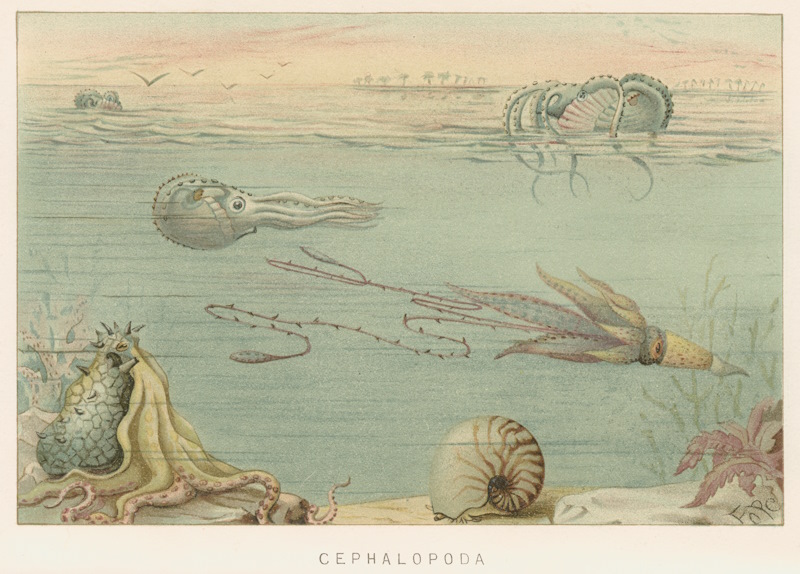 A squid and other cephalopods, from Lydekker’s 'Royal Natural History' (1896)