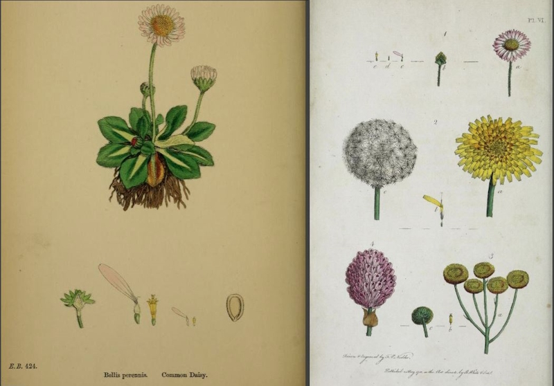A daisy by John Sowerby, 1863, and compound flowers by Thomas Martyn, 1799