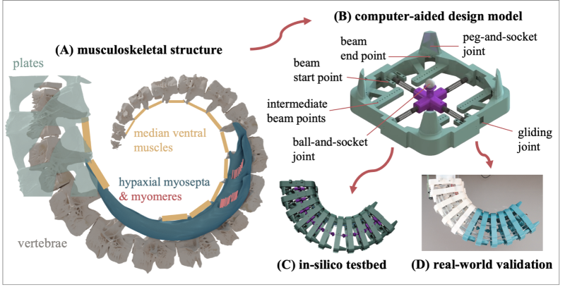 Figure 1. Overview of our pipeline. (A) 3D reconstruction of a μCT scan of the seahorse tail (Hippocampus reidi) depicting its skeletal structure and ventral muscles. (B) The biomimetic transfer of a seahorse tail unit to a computer-aided design model, capturing the main skeletal geometries and incorporating the same primary joints. The routing points of the beams that mimic the ventral muscles are annotated. (C) The in-silico instantiation of our musculoskeletal model, which serves as our primary testbed due to its complete controllability and observability. (D) The real-world instantiation of our musculoskeletal model, which serves as a validation tool for our in-silico results. The prototype was 3D-printed in two colours of PLA (white and blue), based on availability.