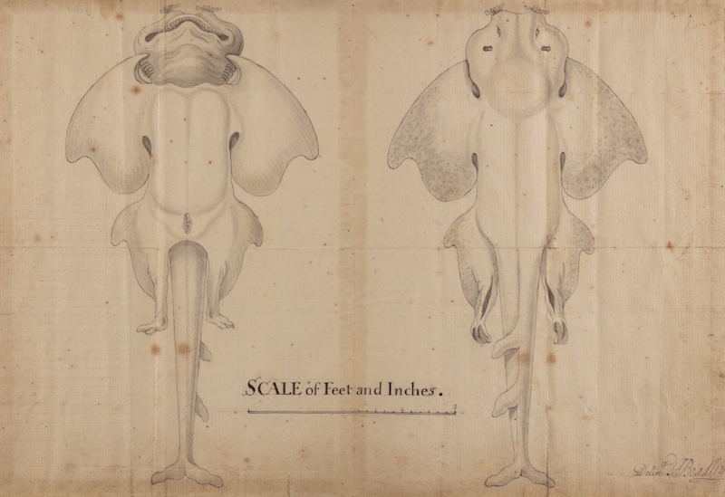 'Aquila Squatina Salviana' by A Bradley, 1737