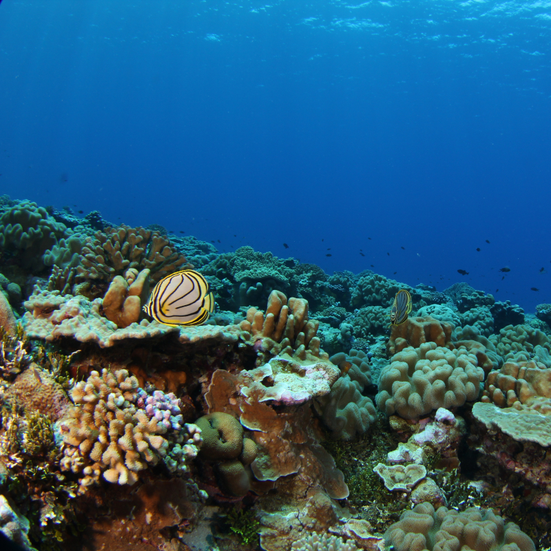Coral reef