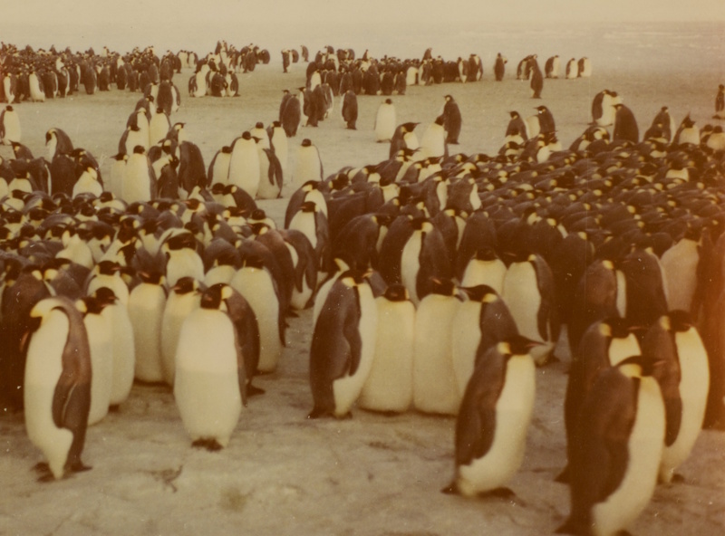 Penguins at Emperor Bay, west of Halley Bay 