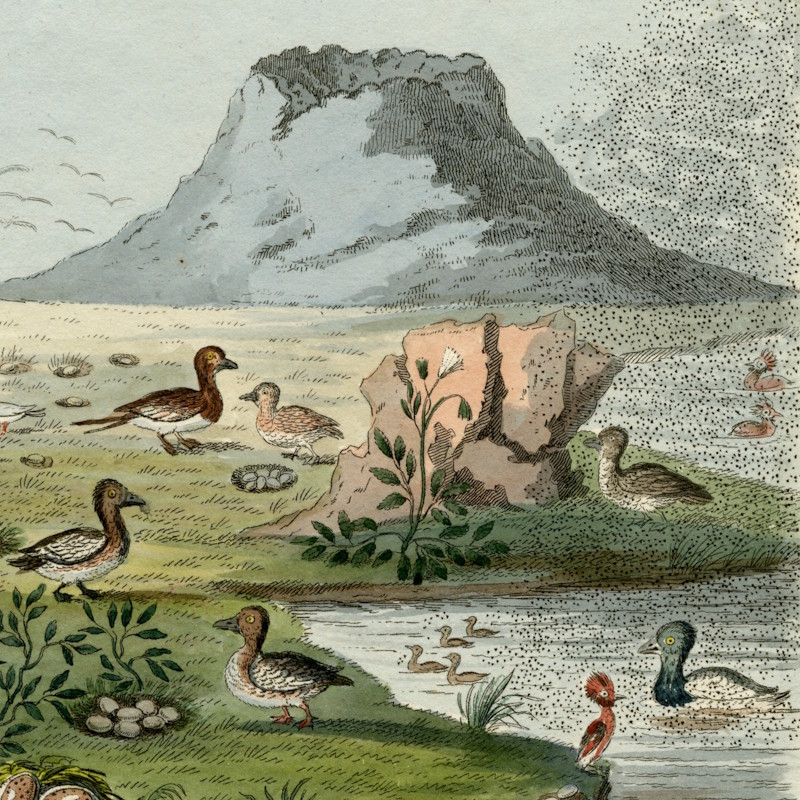 'Waterfowl of Mývatn', 1824 (detail)