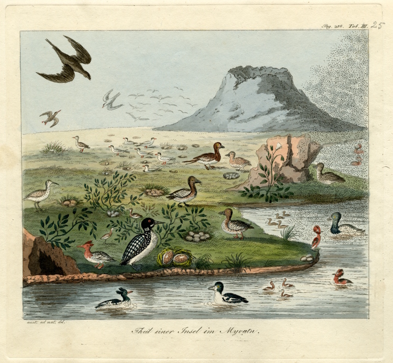 'Waterfowl of Mývatn', 1824